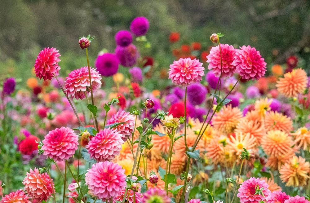Oregon-Canby-Swam Island Dahlias-Dahlia flower garden in full color
